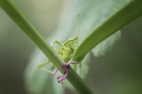 grasshopper on a green plant
