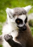 Cute Ring Tailed Lemur