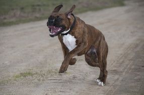 funny young Dog Fast running