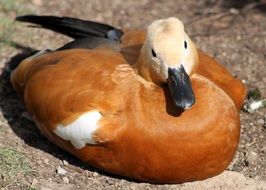 red duck close-up on blurred background