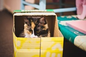 portrait of Cat looking from colorful Box