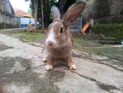 perfect beautiful Rabbit