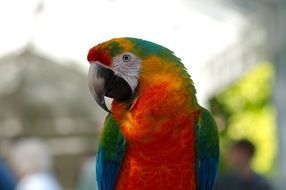 colorful macaw parrot at the zoo