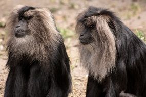 big-haired monkeys close-up on blurred background