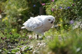 white owl on a sunny day among nature