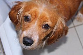 portrait of a smart domestic red dog