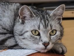 Domestic grey Cat lying on a desk