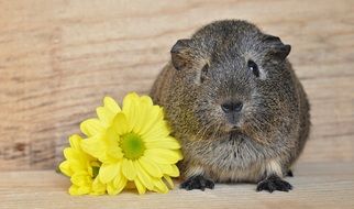 grey smooth hair guinea pig near yellow flowers