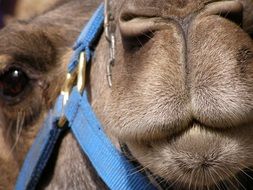 muzzle of a camel in a blue bridle