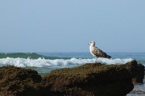 seagull on stone at Tranquille seascape