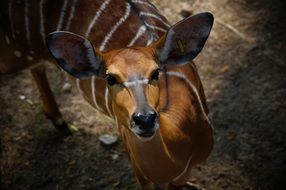 Animal Deer