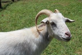 Goat, Horned Mammal Animals