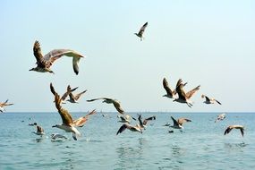 many seagull flying over water