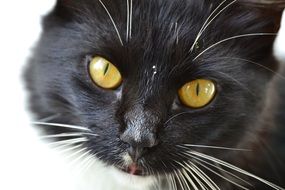 black domestic cat on the street