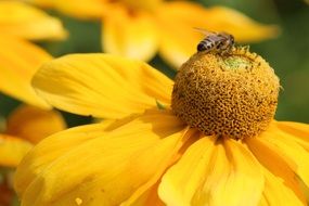 Insect on the sunflower