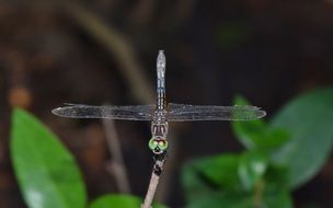 dragony with green head on the twig