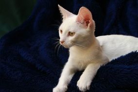 white cat on blue fabric