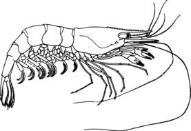 Picture of crustacean