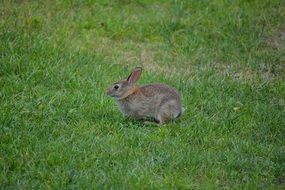 cute Bunny is sitting on the grass