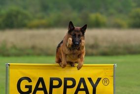 German Shepherd Dog performs an obstacle race