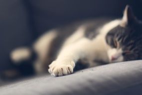 black and white kitten lies on a sofa