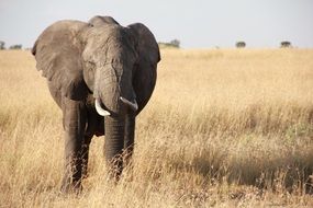 African Elephant in savanna, Tanzania