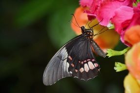 closeup picture of filigree black butterfly on the garden flower