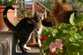 Cat and Dog Play