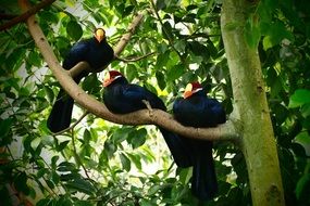 Black birds on tree