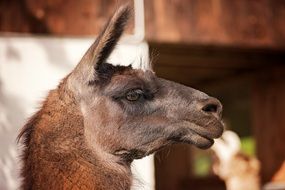 lama, profile view