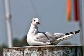 Gull Sitting