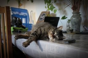domestic cat lying on the table