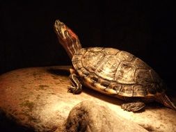 red-eared turtle basks under a lamp