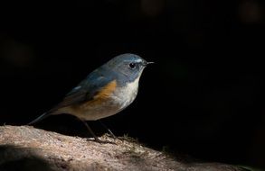 red flanked bluetail