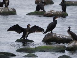 black cormorants in the bay