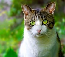 Picture of Domestic Cat