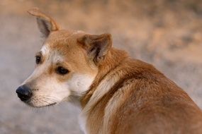 Cute orange doggy in nature