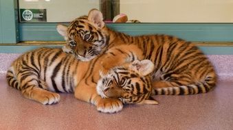 Small Tigers