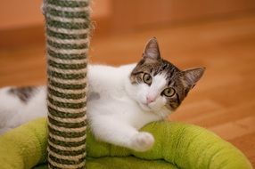 cat playing with scratching post