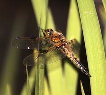 Dragonfly Aquatic Animal