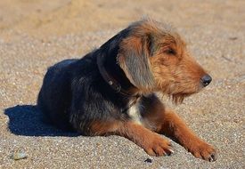 Brown Doggy on the sand close up