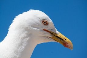 White waterfowl seagull