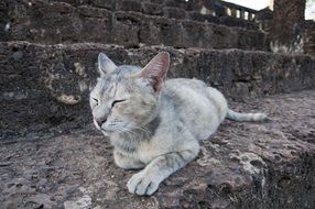 adorable Sleeping Cat on Rock portrait