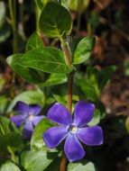 purple periwinkle flower close-up on blurred background