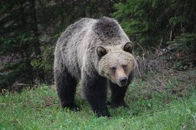 Grizzly Bear predator