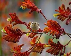 Brown Honeyeater Bird