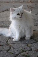 White cat on a street