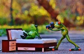 photo shoot of frogs on a blurred background