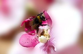 macro picture of the bee is on a pink flower