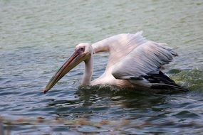 Pelican with big beak on the lake